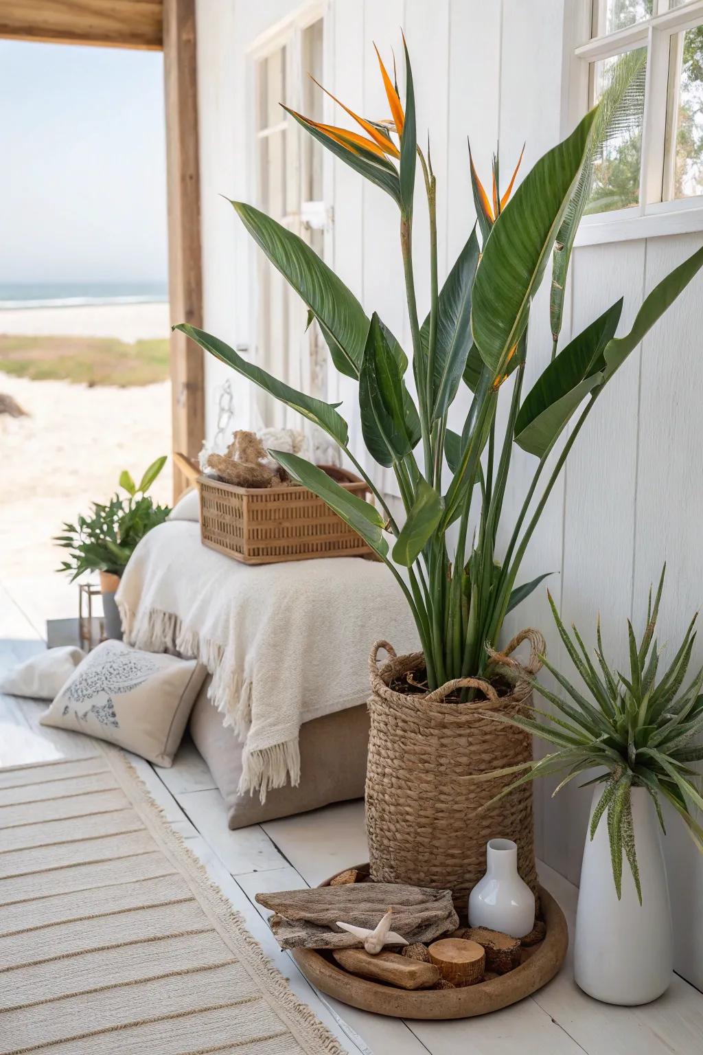 Embrace casual chic with Bird of Paradise and coastal decor elements.
