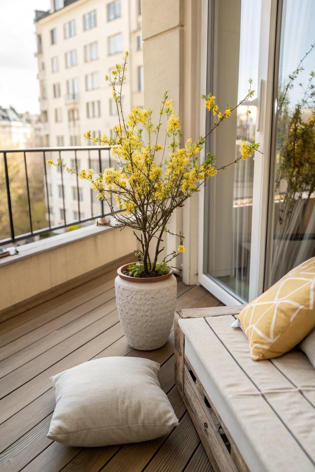Brighten your balcony or patio with container forsythias that bring spring closer to home.